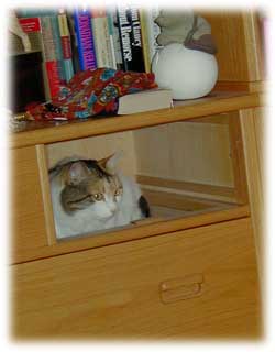 Muff a calico cat in a drawer