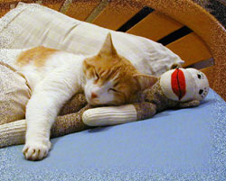 Orange Pinto cat sleeping with sock monkey